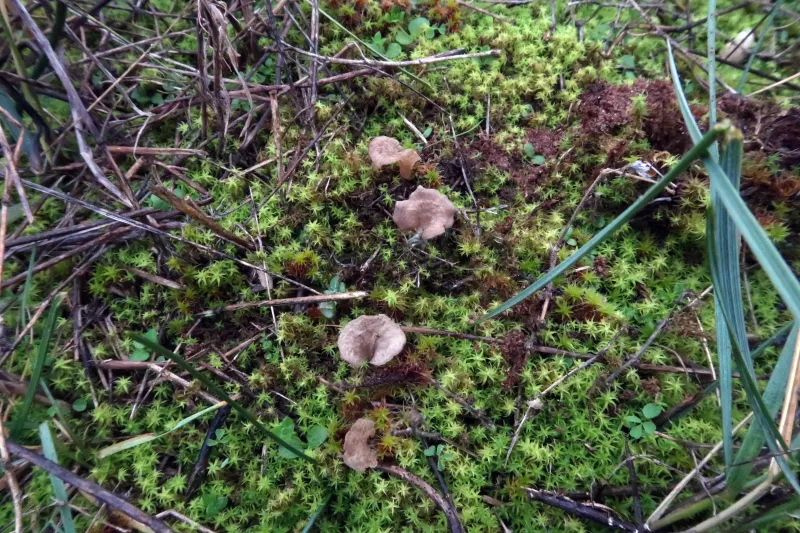 Arrhenia spathulata 1 - IMG_1804